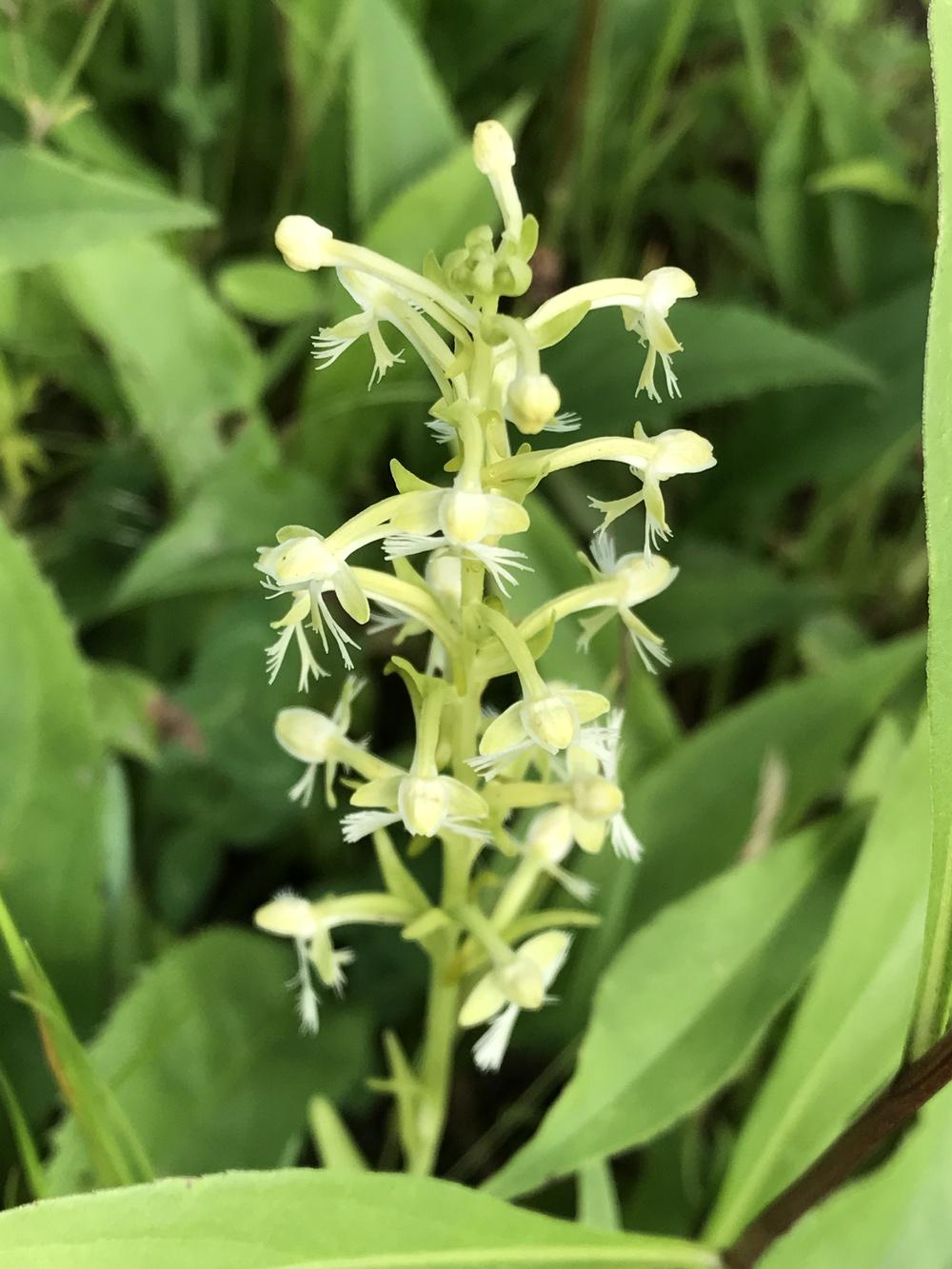 Photo of Green Fringed Orchid (Platanthera lacera) uploaded by Ursula