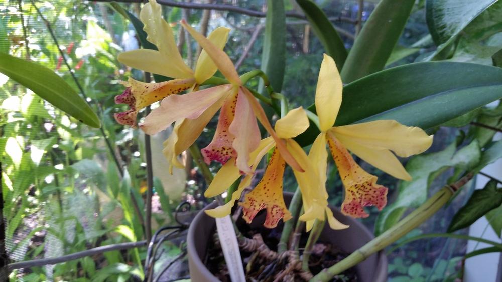 Photo of Orchid (Rhynchobrassoleya Copper Queen) uploaded by dyzzypyxxy