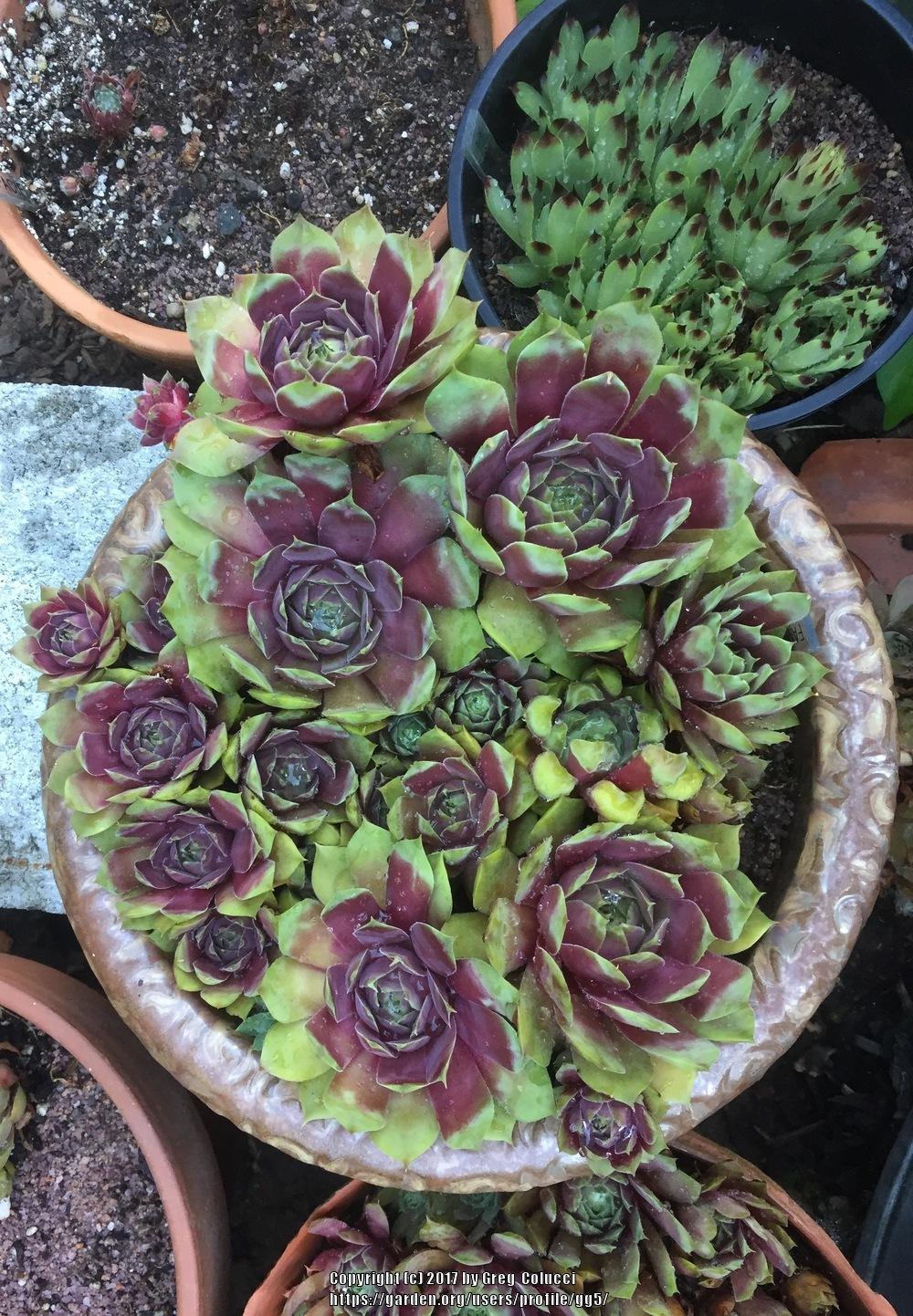 Photo of Hen and Chicks (Sempervivum 'Fame') uploaded by gg5
