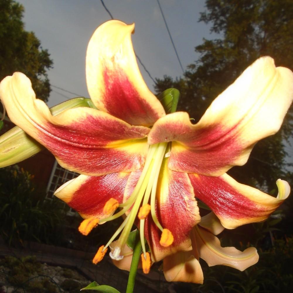 Photo of Lily (Lilium 'Debby') uploaded by stilldew