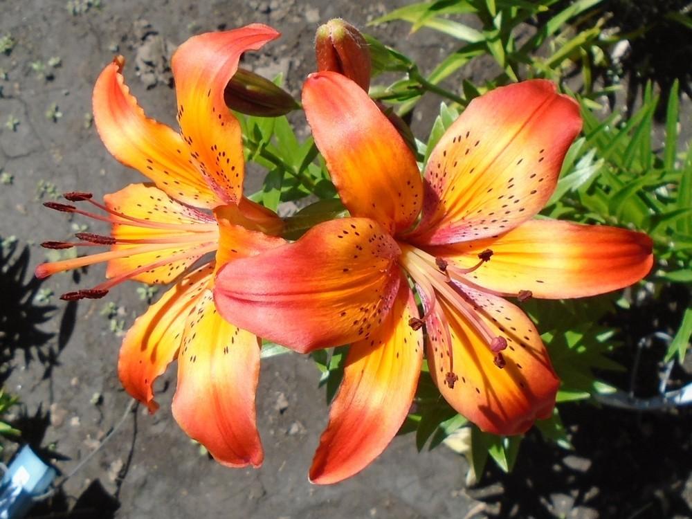 Photo of Lily (Lilium 'Prairie Harlequin') uploaded by stilldew