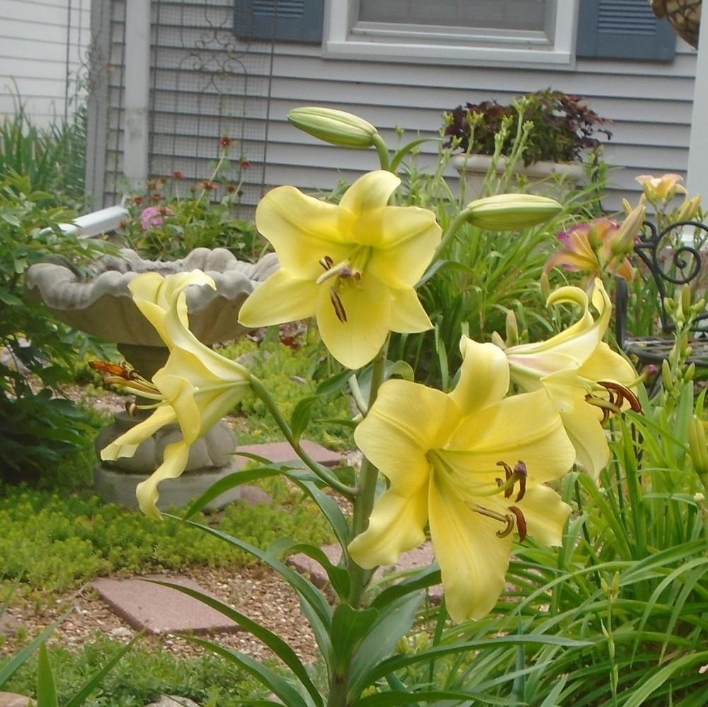 Photo of Lily (Lilium 'Conca d'Or') uploaded by stilldew