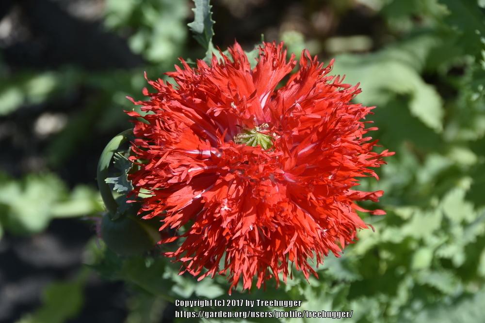 Photo of Opium Poppy (Papaver somniferum) uploaded by treehugger