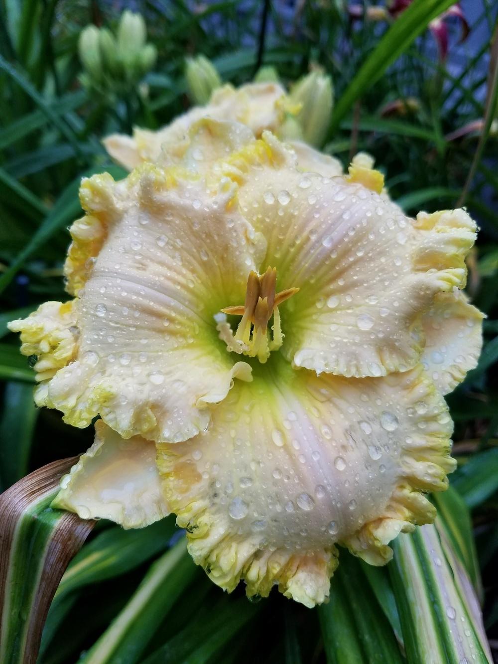 Photo of Daylily (Hemerocallis 'Flossie Laird') uploaded by Ahead