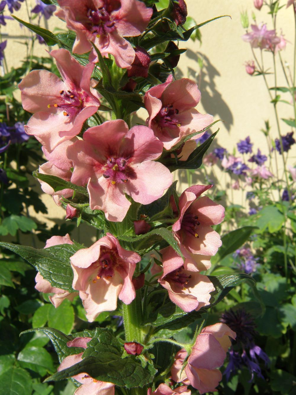 Photo of Ornamental Mullein (Verbascum 'Southern Charm') uploaded by IrisLilli
