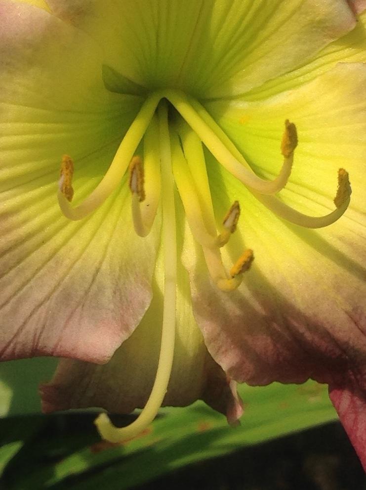 Photo of Daylily (Hemerocallis 'Pigment of Imagination') uploaded by Lilydaydreamer