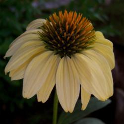 Location: In the shade
Date: July 2017
This coneflower ages nicely to a pale yellow with a very pronounc