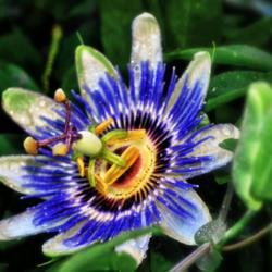 Location: Botanical gardens of the State of Georgia, Athens, Georgia
Date: 2017-07-08
Passion Flower 015