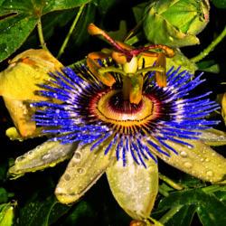 Location: Botanical Gardens of the State of Georgia...Athens, Ga
Date: 2017-05-08
Blue Passion Flower With Raindrops 017