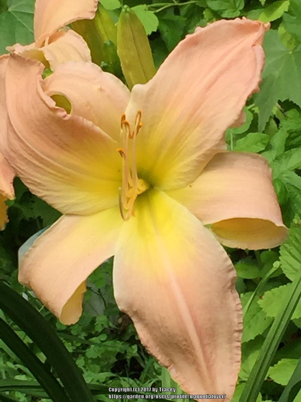 Photo of Daylily (Hemerocallis 'Heavenly Pink Bliss') uploaded by magnolialover