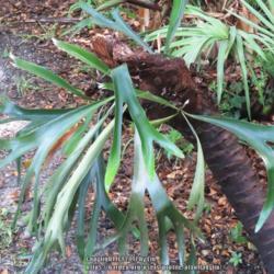 Location: Sebastian, Florida
Date: 2017-07-09
Growing on Saw Palmetto (Serenoa repens) trunk in the backyard