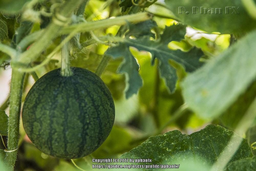 Photo of Watermelon (Citrullus lanatus 'Sugar Baby') uploaded by pphanfx