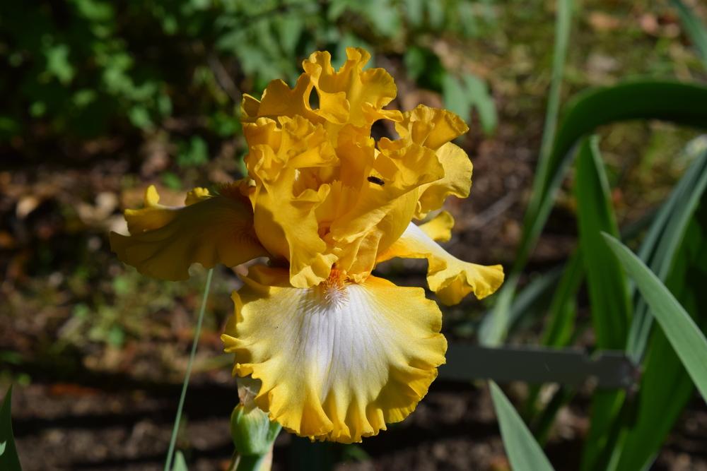 Photo of Tall Bearded Iris (Iris 'Flauntress') uploaded by Dachsylady86