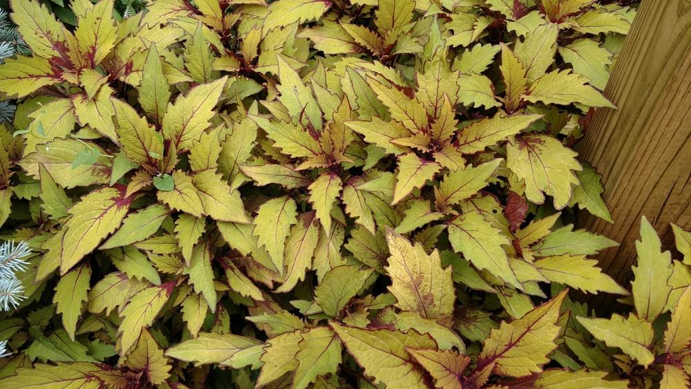 Photo of Coleus (Coleus scutellarioides FlameThrower™ Spiced Curry) uploaded by StanviewGardner