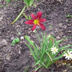 Location: My 6b garden
Date: 2017-07-11
New for 2017 from O'Bannon Springs Daylilies.