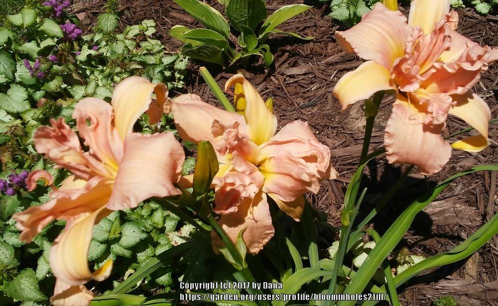 Photo of Daylily (Hemerocallis 'Feminine Fingers') uploaded by bloominholes2fill