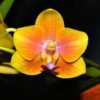 Sara Gold Orchid 002