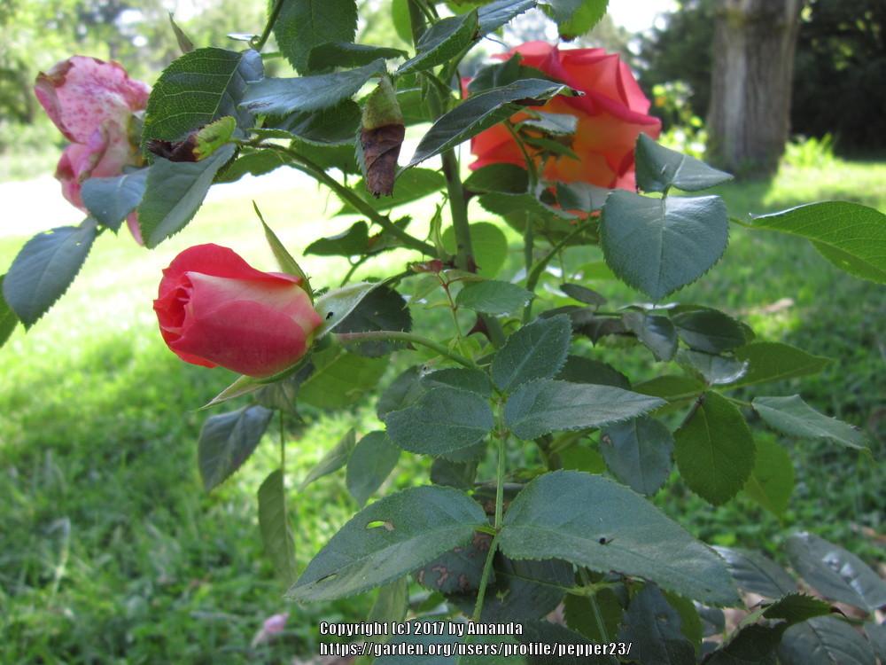 Photo of Rose (Rosa 'Gebrueder Grimm') uploaded by pepper23