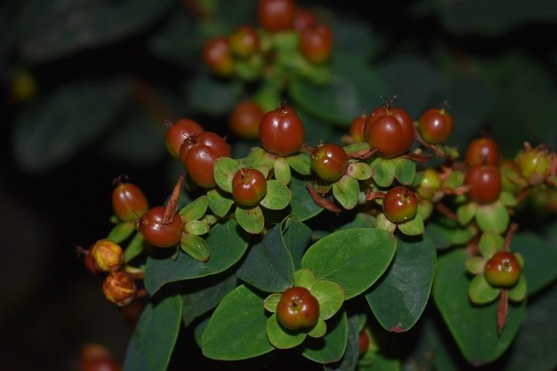 Photo of Tall Tutsan (Hypericum x inodorum First Editions® Mocca) uploaded by pixie62560