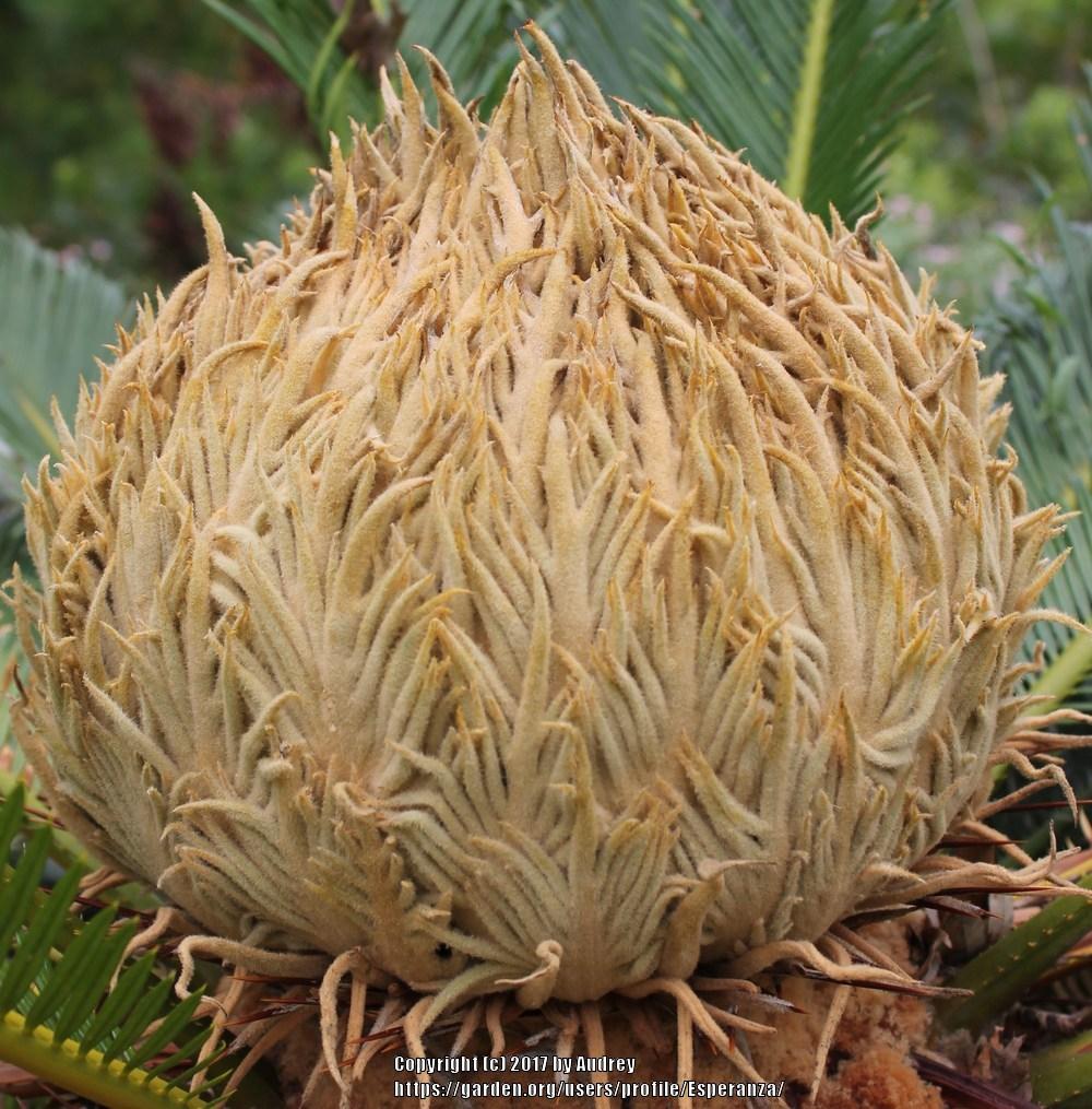 Photo of Sago Palm (Cycas revoluta) uploaded by Esperanza