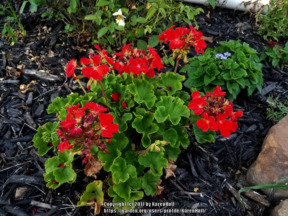 Photo of Geranium (Pelargonium Horizon Coral Spice) uploaded by KarenHolt