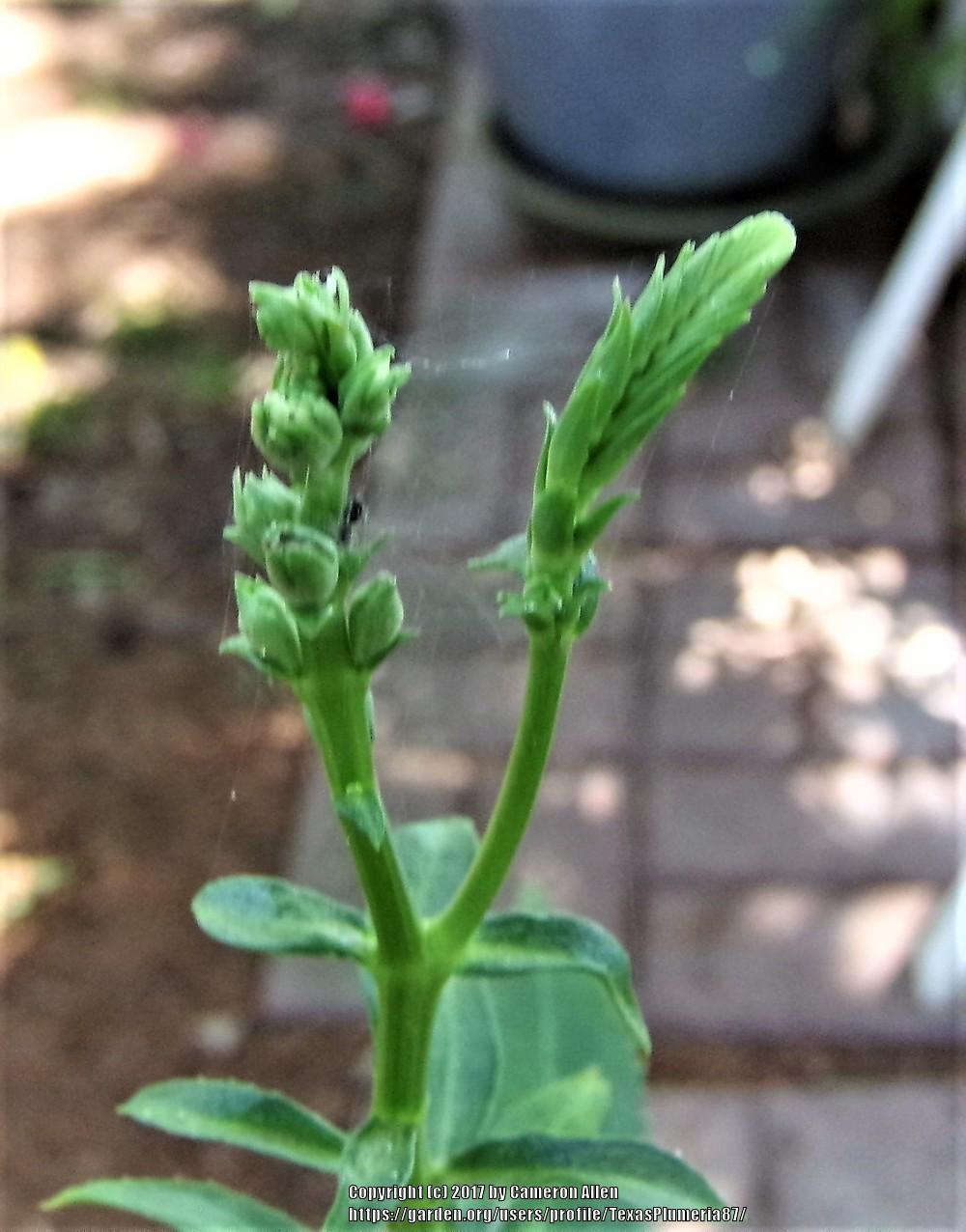 Photo of Obedient Plant (Physostegia virginiana) uploaded by TexasPlumeria87