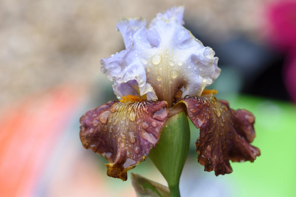Photo of Tall Bearded Iris (Iris 'Milk in My Coffee') uploaded by cliftoncat
