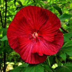 Location: Botanical Gardens of the State of Georgia...Athens, Ga
Date: 2017-07-12
Rose Mallow Hibiscus 010