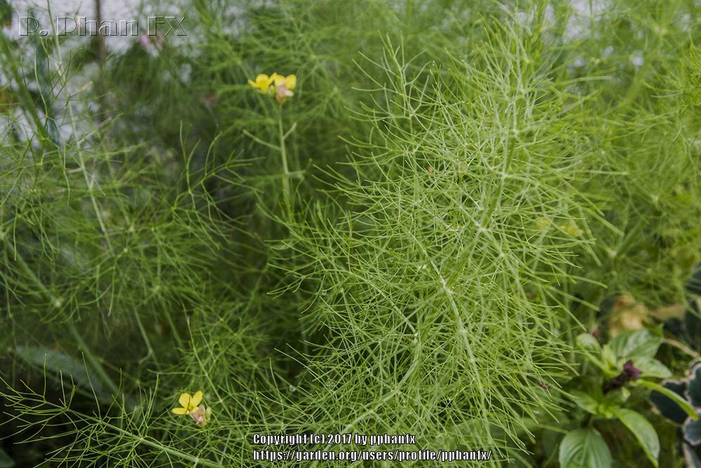 Photo of Fennel (Foeniculum vulgare) uploaded by pphanfx