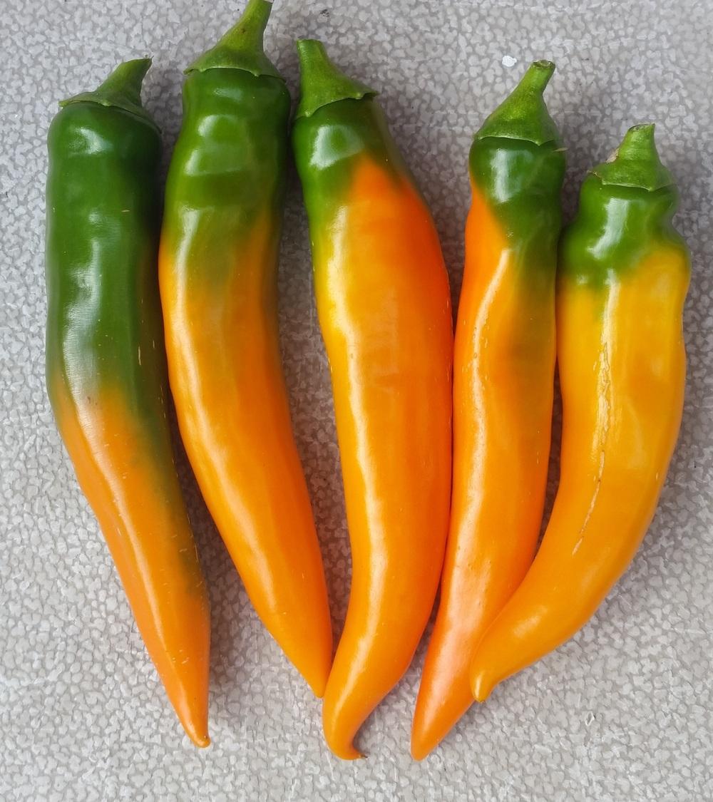 Photo of Hot Pepper (Capsicum annuum 'Tequila Sunrise') uploaded by robynanne