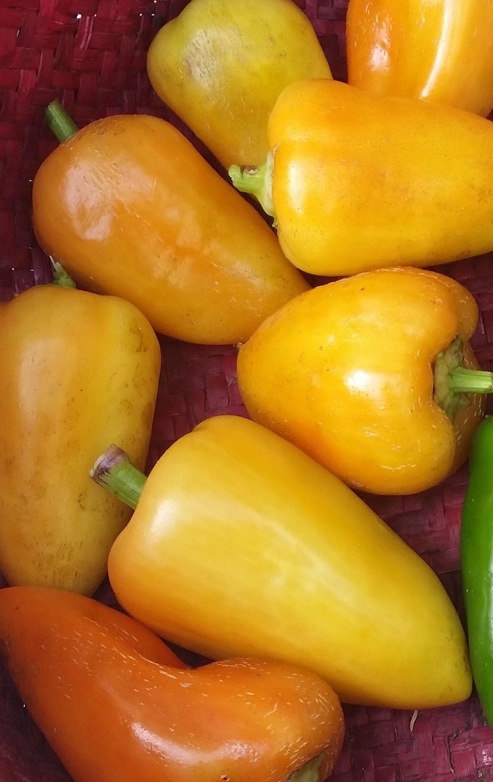Photo of Sweet Pepper (Capsicum annuum 'Red Belgian') uploaded by robynanne