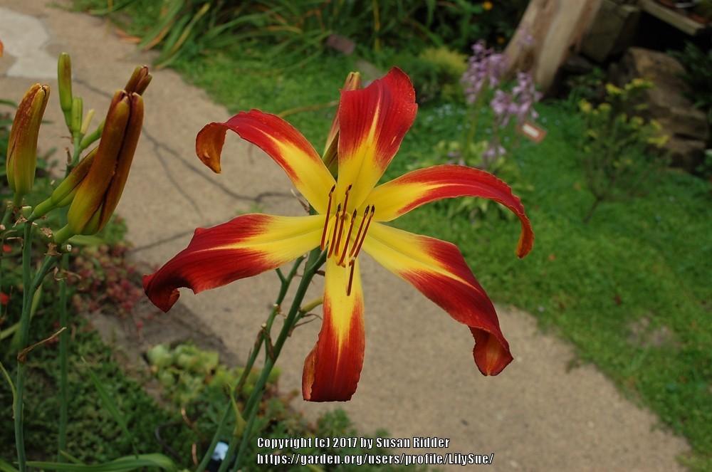 Photo of Daylily (Hemerocallis 'Red Viper') uploaded by LilySue