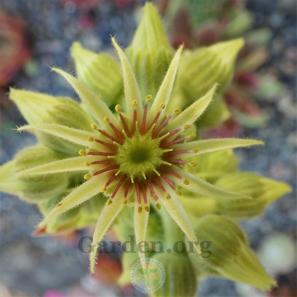 Photo of Hen and Chicks (Sempervivum 'Greenwich Time') uploaded by Patty