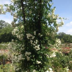 Location: Brooklyn Botanical Garden, Cranford Rose Garden, New York, New York
Date: 2017-06-18