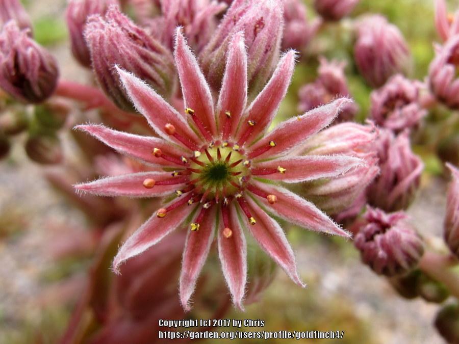 Photo of Hen and Chicks (Sempervivum 'Pink Grapefruit') uploaded by goldfinch4