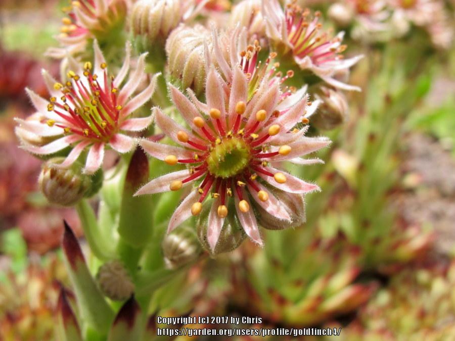 Photo of Hen and Chicks (Sempervivum 'Cafe') uploaded by goldfinch4