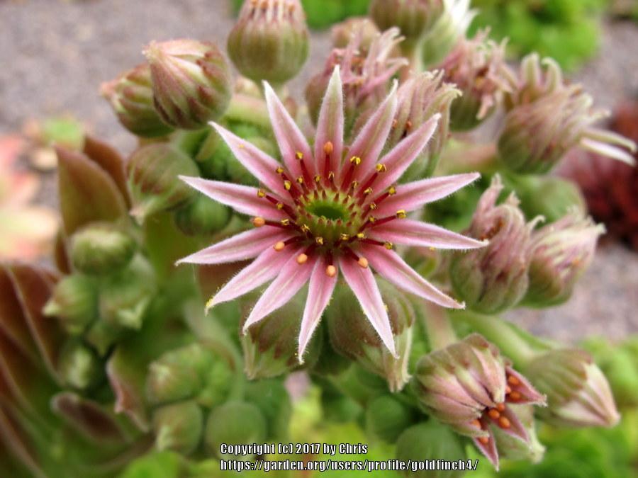 Photo of Hen and chicks (Sempervivum 'More Honey') uploaded by goldfinch4
