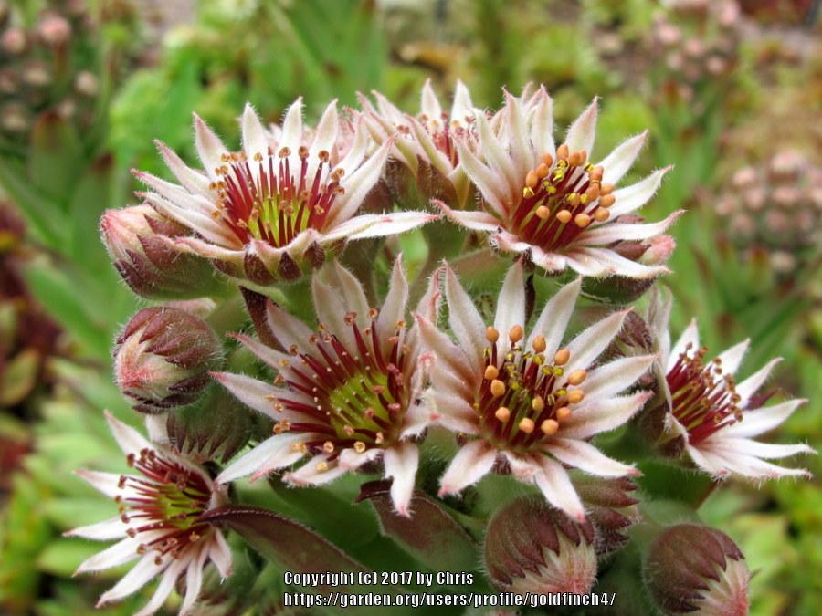 Photo of Hen and Chick (Sempervivum 'Roasted Chestnut') uploaded by goldfinch4