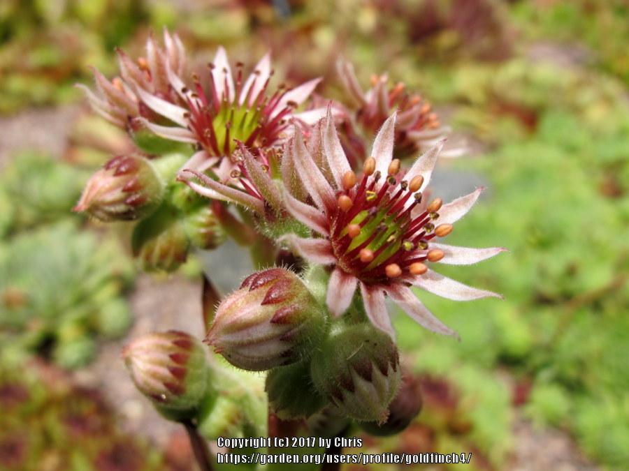 Photo of Hen and Chicks (Sempervivum 'Bronco') uploaded by goldfinch4