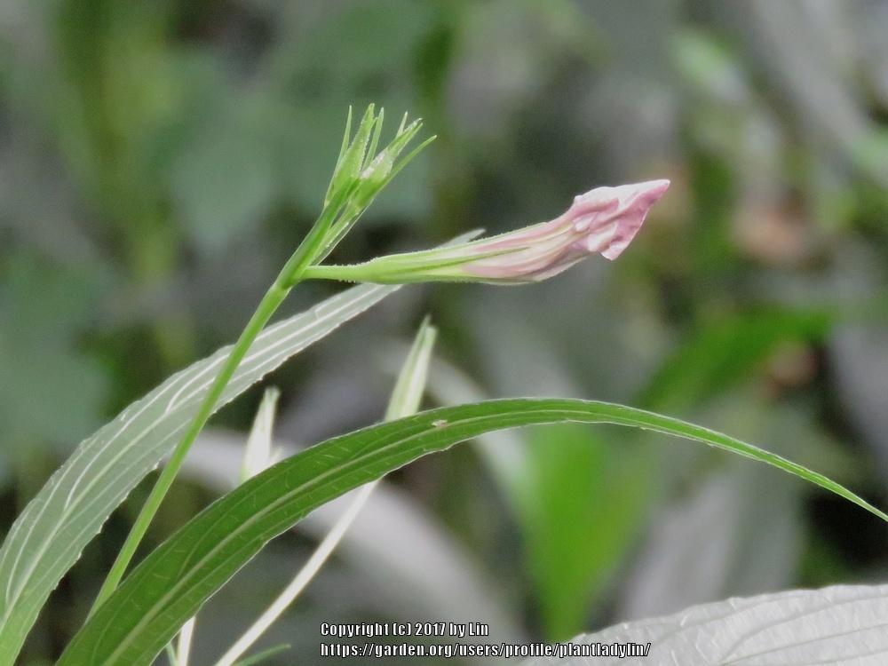 Photo of Mexican Petunia (Ruellia simplex) uploaded by plantladylin