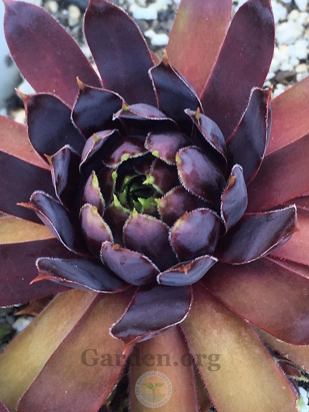 Photo of Hen and Chicks (Sempervivum 'Patent Leather Shoes') uploaded by springcolor