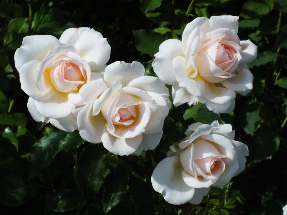 Photo of Hybrid Tea Rose (Rosa 'Chandos Beauty') uploaded by sunnyvalley