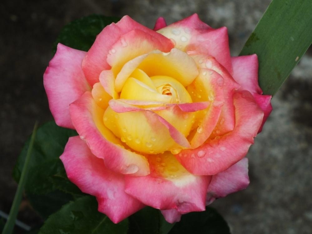 Photo of Rose (Rosa 'Love & Peace') uploaded by sunnyvalley