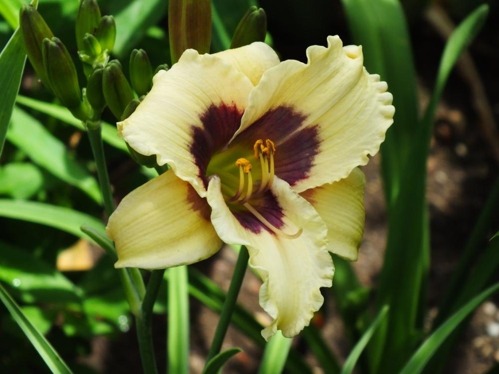 Photo of Daylily (Hemerocallis 'Siloam Ury Winniford') uploaded by sunnyvalley