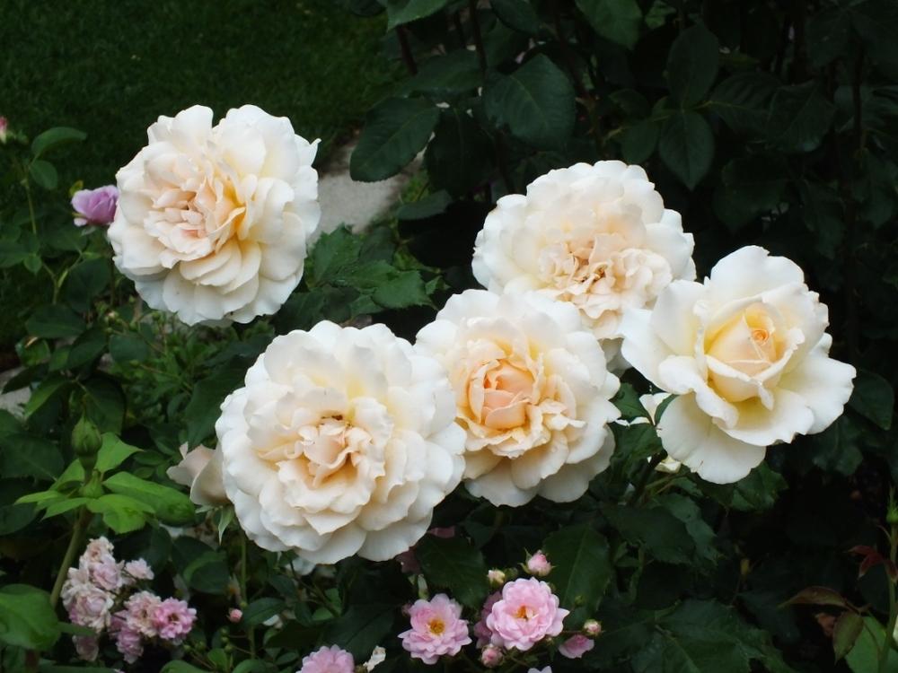 Photo of Hybrid Tea Rose (Rosa 'Chandos Beauty') uploaded by sunnyvalley