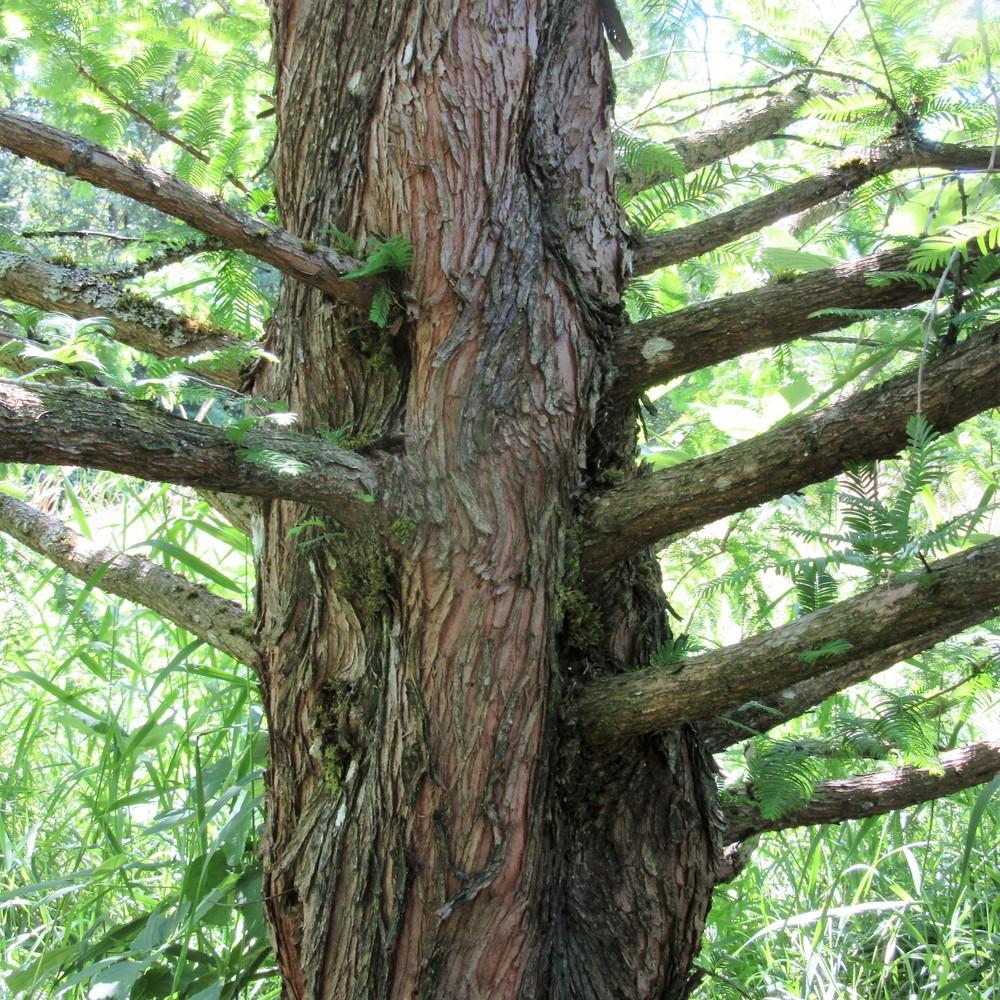 Photo of Dawn Redwood (Metasequoia glyptostroboides) uploaded by Bonehead
