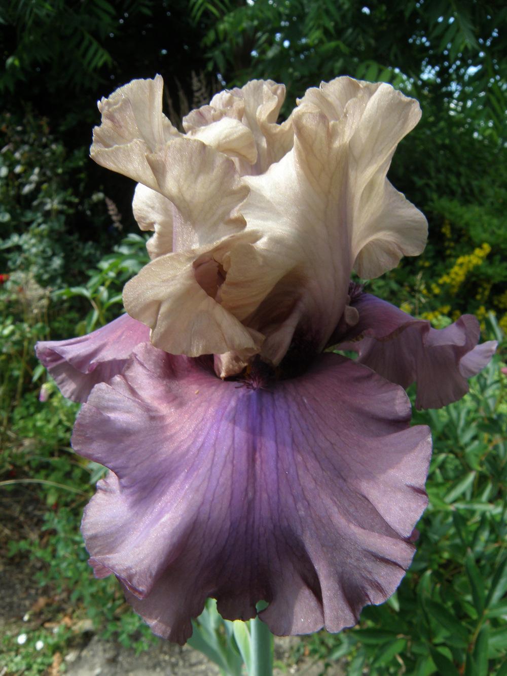 Photo of Tall Bearded Iris (Iris 'Dance with Dragons') uploaded by IrisLilli