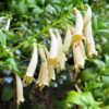 Phygelius 'Croftway Snow Queen' White Cape Fuchsia