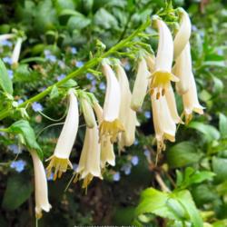 Location: Del Norte Calif amongst the redwoods
Date: 2017-07-14
Phygelius 'Croftway Snow Queen' White Cape Fuchsia