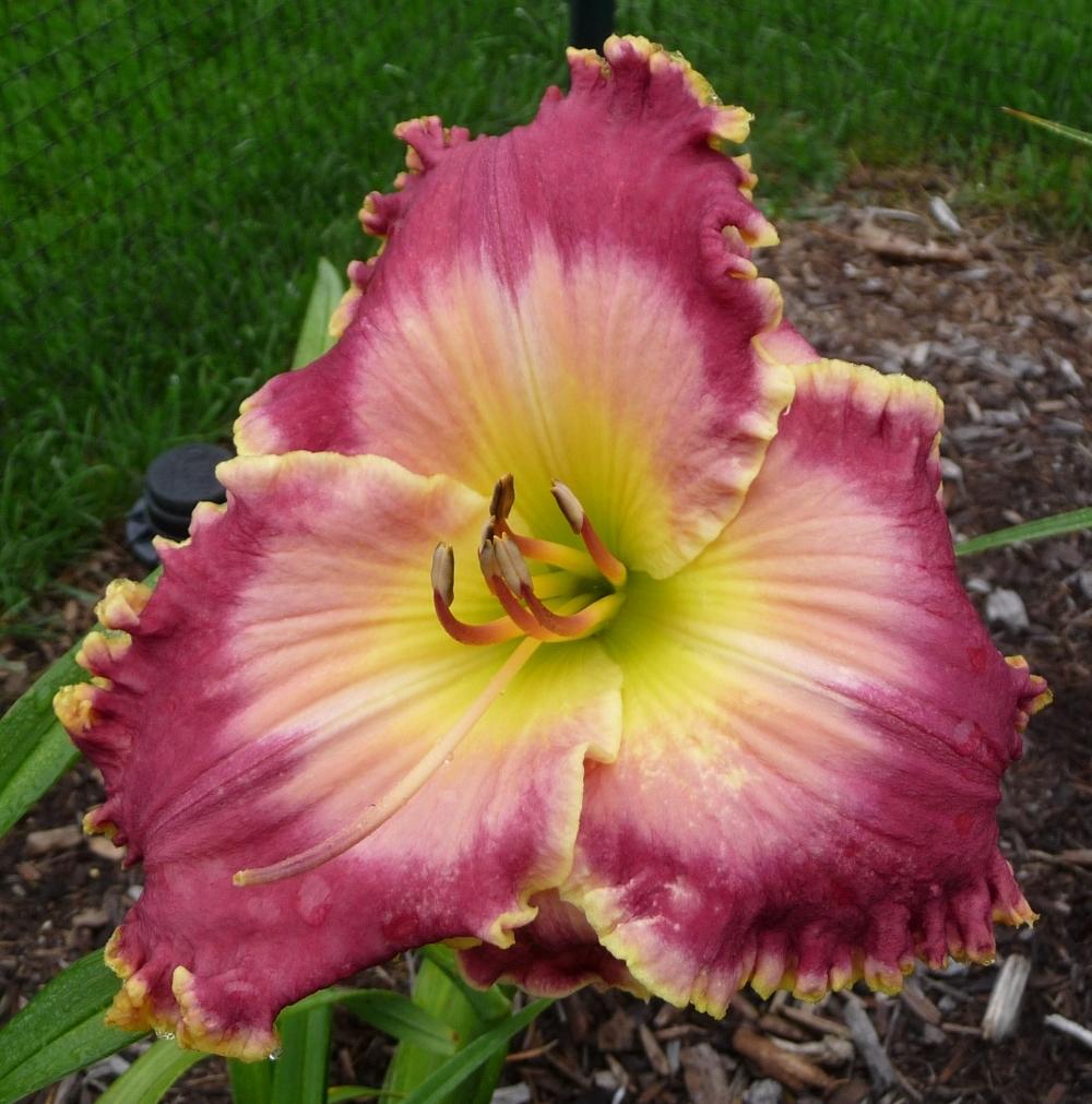 Photo of Daylily (Hemerocallis 'Picture in Picture') uploaded by twixanddud